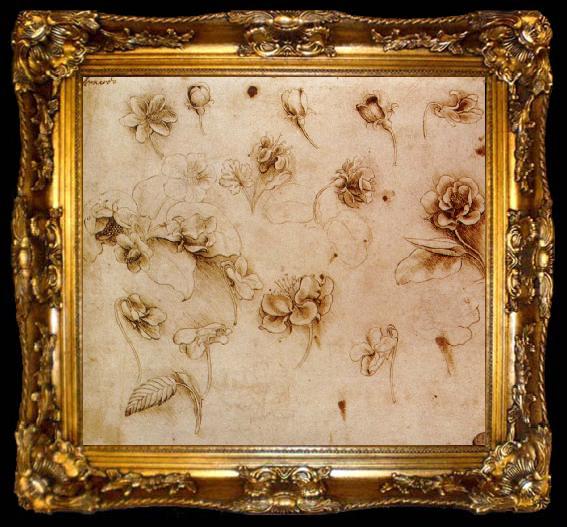framed  Leonardo  Da Vinci Flower Studies, ta009-2